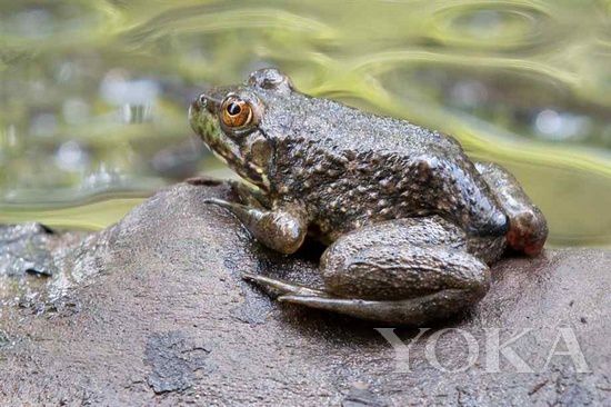 江湖告急 吃貨趕緊收拾行李組團(tuán)打“怪獸”去(3) 江湖告急 吃貨趕緊收拾行李組團(tuán)打“怪獸”去(3)