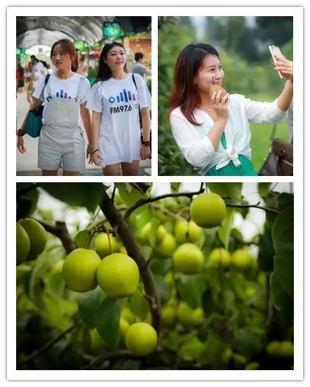 美女與香梨，你更愛哪一個？！