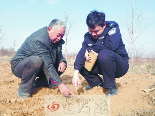 牡丹苗被盜之后，郭萬通又補(bǔ)種的牡丹苗已經(jīng)發(fā)芽