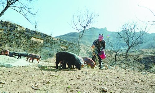 野豬豹子頻擾民 官方稱將遷出村民建森林公園 野豬豹子頻擾民 官方稱將遷出村民建森林公園