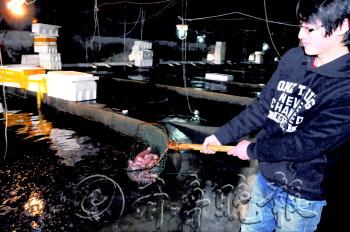 海腸一躍成為海鮮“貴族”價格比海參還要貴 海腸一躍成為海鮮“貴族”價格比海參還要貴