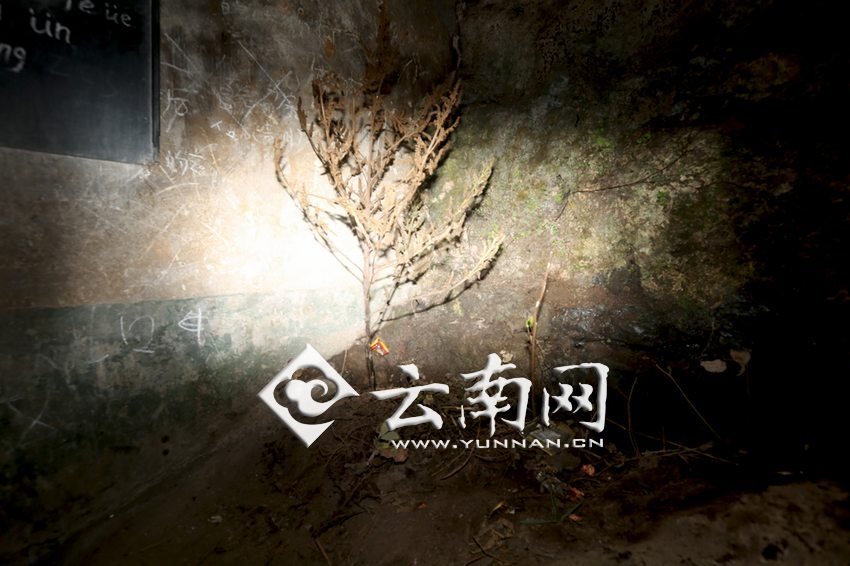 　教室里沒有燈，光線太暗，村民便種下了野蘇麻，希望教室有綠色，讓孩子們看到“希望”。 徐弘毅 攝