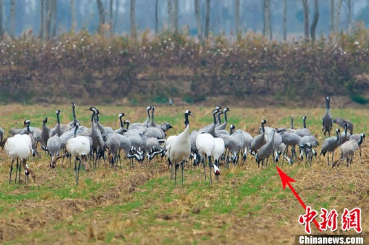 多種鶴類(lèi)“集結(jié)”江蘇鹽城越冬 含罕見(jiàn)沙丘鶴 多種鶴類(lèi)“集結(jié)”江蘇鹽城越冬 含罕見(jiàn)沙丘鶴