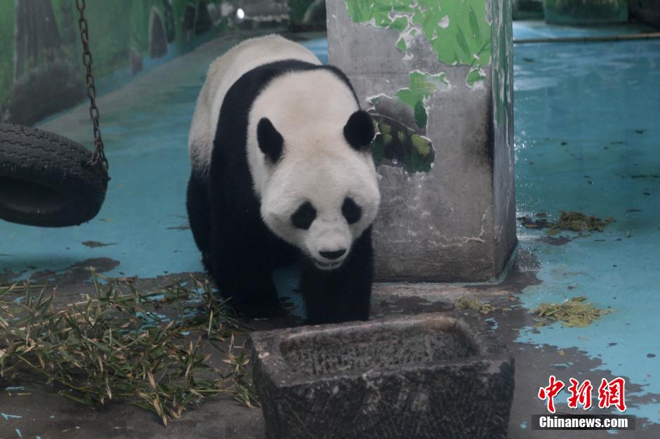 3月17日，河南鄭州動(dòng)物園內(nèi)的大熊貓“龍昇”。