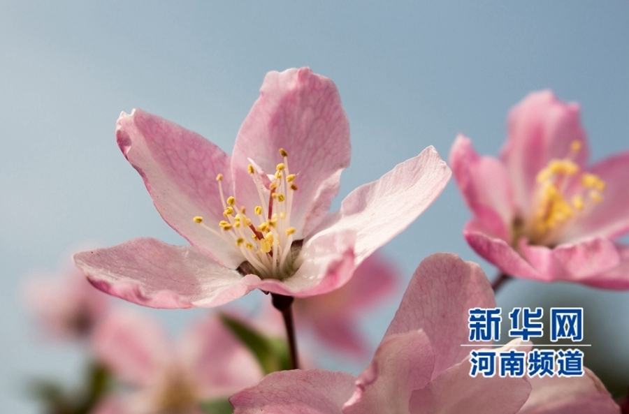 新鄭大滿(mǎn)園櫻花醉游人 市民學(xué)生流連忘返 新鄭大滿(mǎn)園櫻花醉游人 市民學(xué)生流連忘返