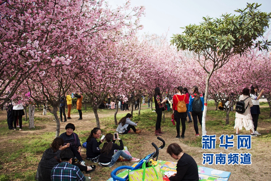 新鄭大滿(mǎn)園櫻花醉游人 市民學(xué)生流連忘返 新鄭大滿(mǎn)園櫻花醉游人 市民學(xué)生流連忘返