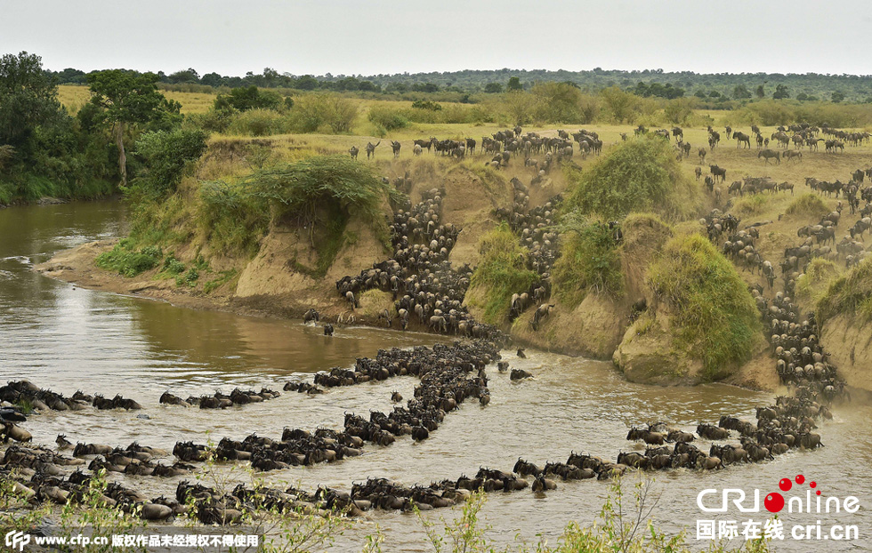 當?shù)貢r間2015年9月4日，肯尼亞馬賽馬拉，角馬大遷徙。