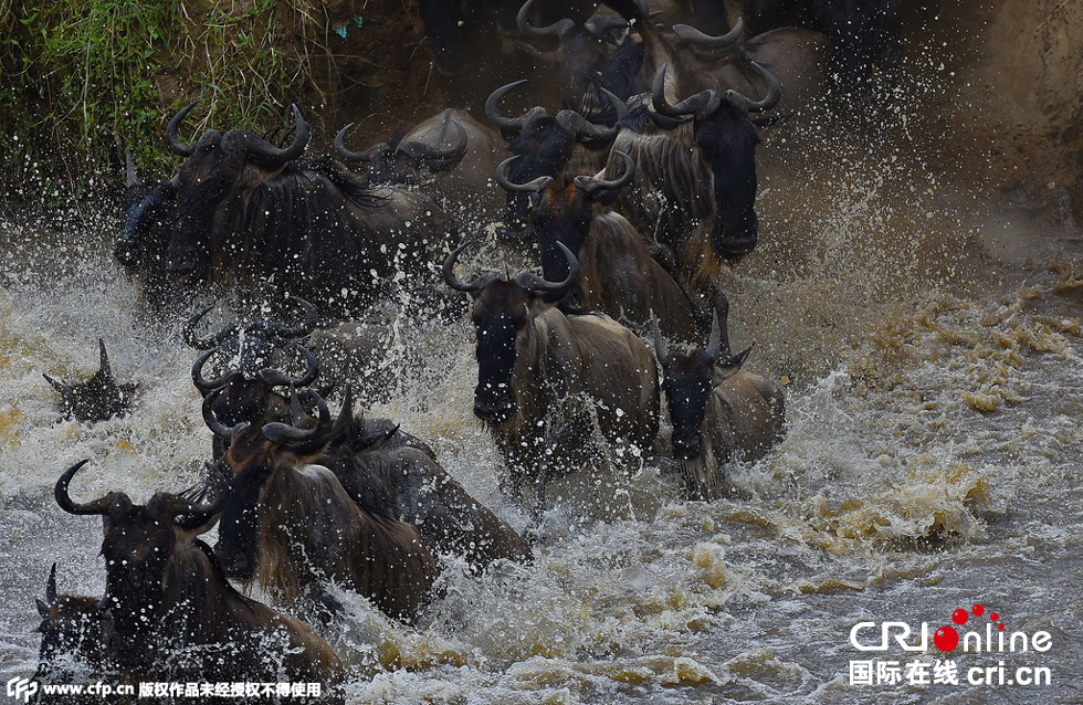 當?shù)貢r間2015年9月4日，肯尼亞馬賽馬拉，角馬大遷徙。