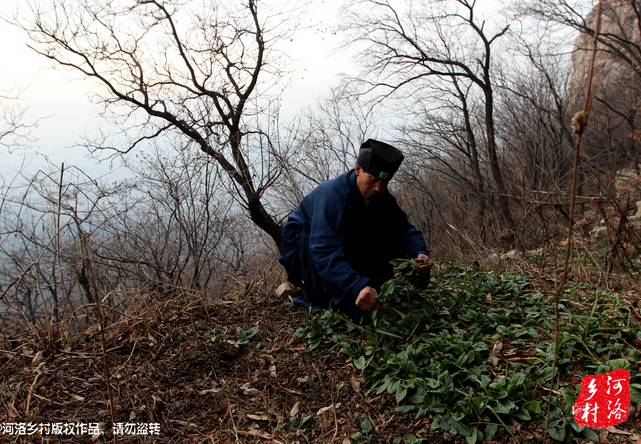 山上缺雨少水，不大的一方菜地。是他和另一個道友的菜地，老崔的蔬菜倒也擺弄的一片生機盎然。