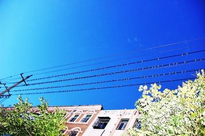 民權(quán)火車站附近聚集了近萬只小燕子 場(chǎng)面壯觀