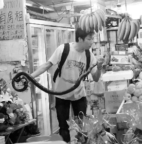 捕蛇專家張亮抓住眼鏡王蛇。信息時(shí)報(bào)記者 康健 翻拍