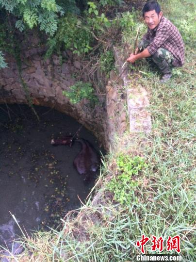 圖為大水牛掉進13米深坑，民警消防灌水施救。