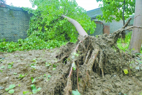在焦作馬村區(qū)白莊老村，大樹被狂風刮倒。