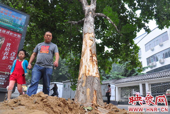 大樹根部翹起，歪向人行道邊。