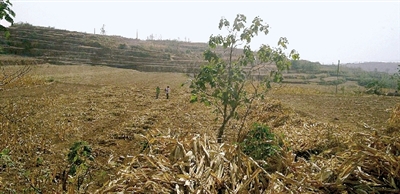 因干旱，農(nóng)田閑置尚未播種小麥