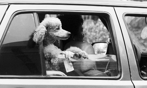 再帶著寵物出門坐出租車，可得想好了