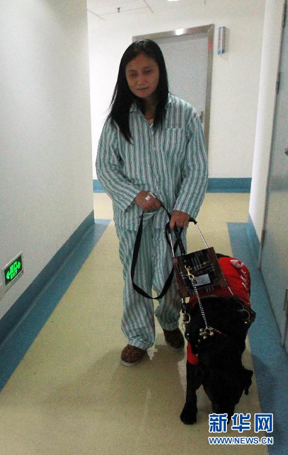 (圖片故事)(3)導(dǎo)盲犬陪“媽媽”一起住院 (圖片故事)(3)導(dǎo)盲犬陪“媽媽”一起住院