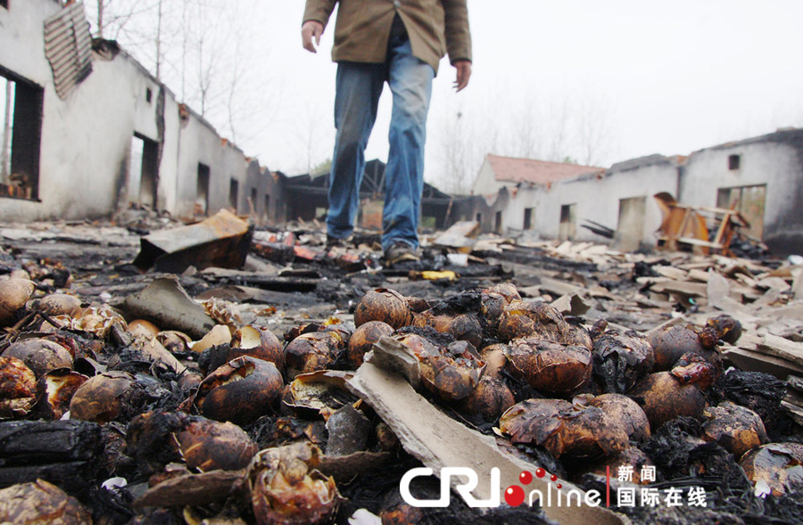 3500雛雞變"烤雞" 3500雛雞變"烤雞"