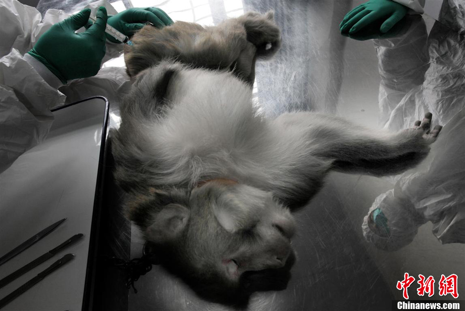 第九屆華賽獲獎(jiǎng)作品:中國(guó)制造的實(shí)驗(yàn)用猴 第九屆華賽獲獎(jiǎng)作品:中國(guó)制造的實(shí)驗(yàn)用猴