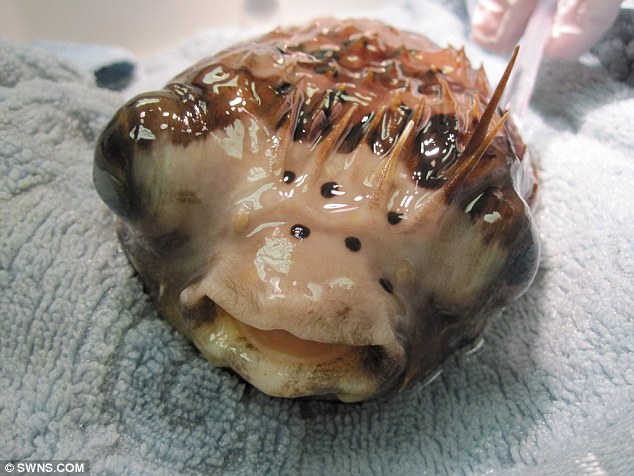 河豚接受眼球摘除術 河豚接受眼球摘除術