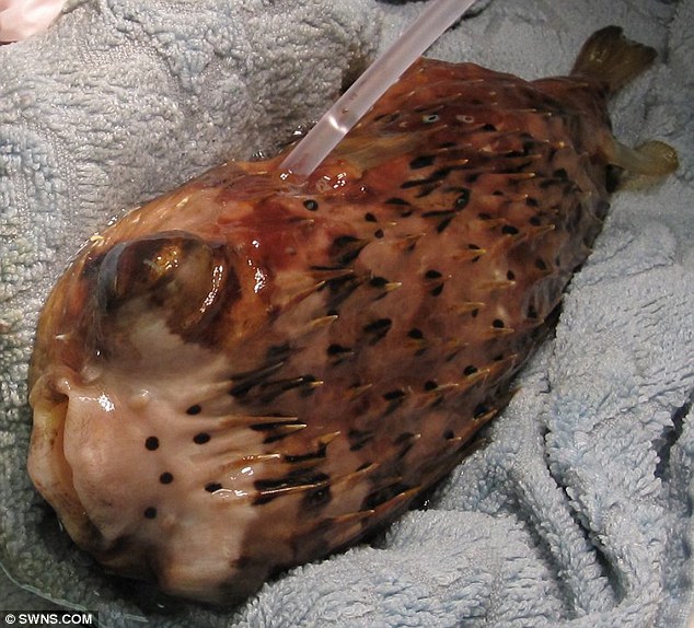 河豚接受眼球摘除術 河豚接受眼球摘除術