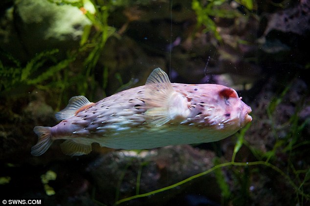 河豚接受眼球摘除術 河豚接受眼球摘除術