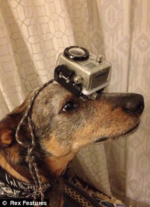 澳大利亞狗狗懷絕技鼻子啥都能頂 澳大利亞狗狗懷絕技鼻子啥都能頂