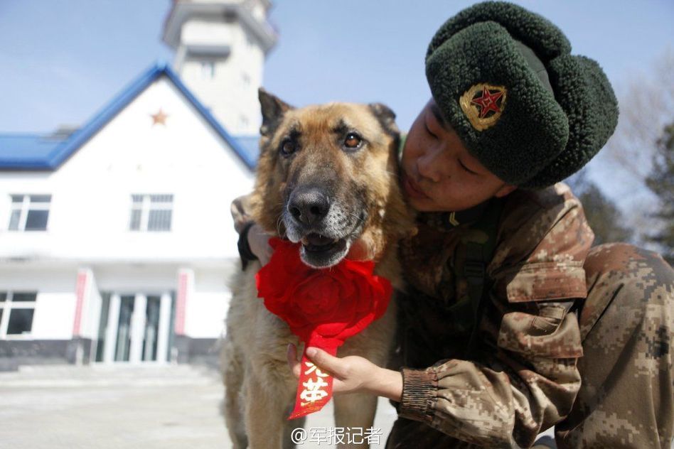 軍犬退役 軍犬退役