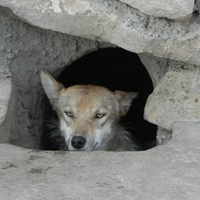 內(nèi)蒙古狼患背后的困局