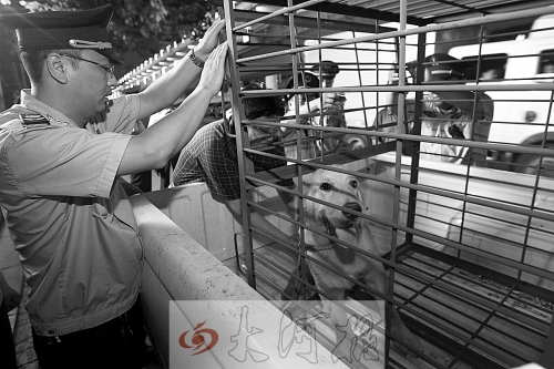 相關(guān)部門將加強管理，今年12月起烈性犬一律沒收。 （資料圖）