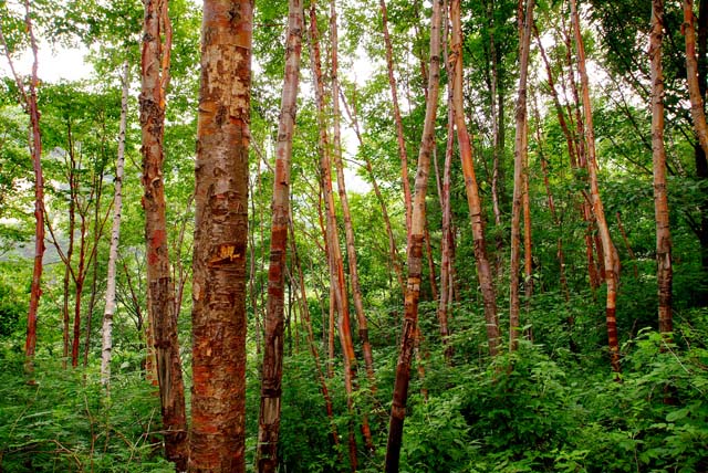 龍峪灣美景 龍峪灣美景