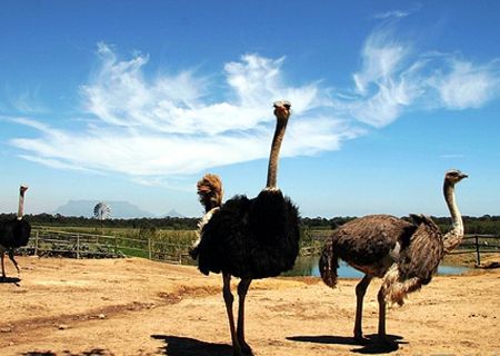 春節(jié)去哪兒？出游地圖告訴您！