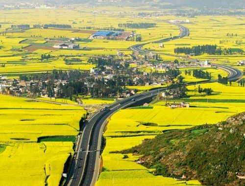 如何拍攝油菜花？達人教你7個拍攝技巧