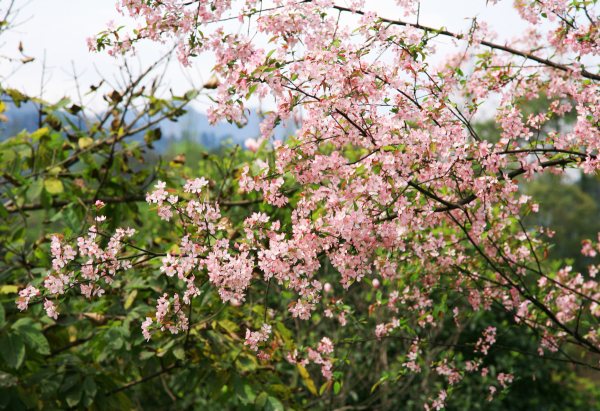春享峨眉，樂游其中，且玩且珍惜