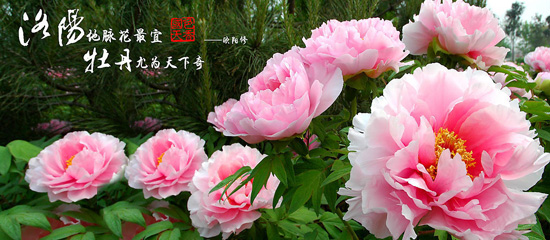 洛陽牡丹賞花攻略 一大波牡丹來襲 洛陽牡丹賞花攻略 一大波牡丹來襲