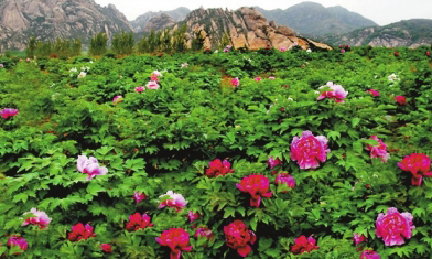 探幽峽醉牡丹風月無邊嵖岈山 探幽峽醉牡丹風月無邊嵖岈山