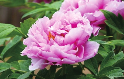 探幽峽醉牡丹風月無邊嵖岈山 探幽峽醉牡丹風月無邊嵖岈山