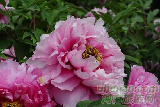 雞冠洞高山牡丹競(jìng)相開(kāi)放