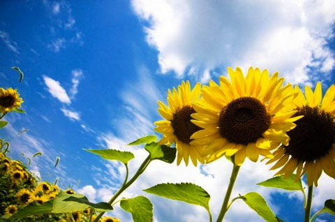 當(dāng)螢火蟲(chóng)遇見(jiàn)花海四川初夏避暑地 當(dāng)螢火蟲(chóng)遇見(jiàn)花海四川初夏避暑地