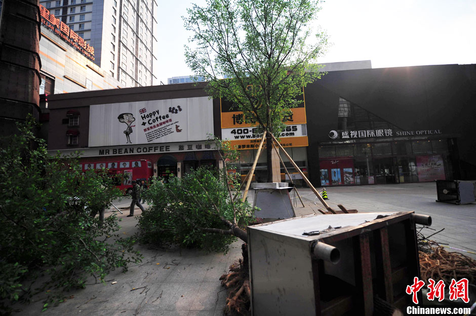 我和我的小伙伴們都驚呆了！沈陽真樹"種"上假樹葉