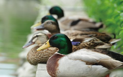 冬游臺(tái)灣 關(guān)渡賞鳥趣樂(lè)繽紛