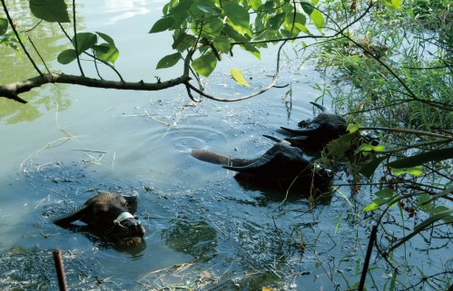 關(guān)渡賞鳥趣樂(lè)繽紛