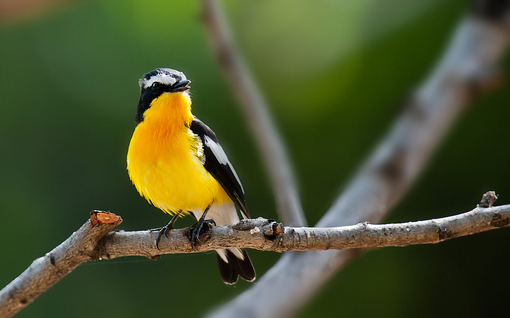關(guān)渡賞鳥趣樂(lè)繽紛