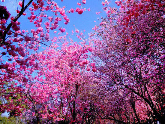 春光乍泄 到云南尋春必做的4件事 春光乍泄 到云南尋春必做的4件事