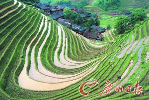 　　龍勝梯田錯落有致。