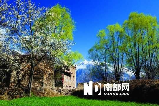 　　三月里,川西北的梨花盛放,寨子、碉樓、梨花……構(gòu)成最美的丹巴風(fēng)光。