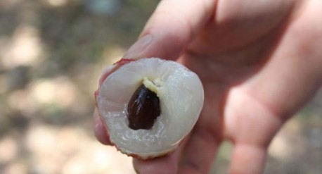 　　這就是傳說中的瓤肉瑩白如冰雪,漿液甘酸如醴酪。大家一下就摘了半筐。