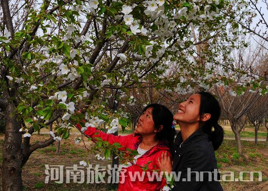 鄭州周邊 周末賞花 自駕游 鄭州周邊 周末賞花 自駕游