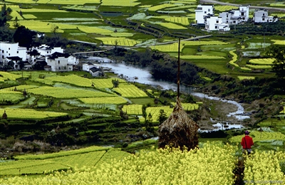 白墻黑瓦的徽派建筑,掩映在燦爛的油菜花海中,這就是婺源 白墻黑瓦的徽派建筑,掩映在燦爛的油菜花海中,這就是婺源