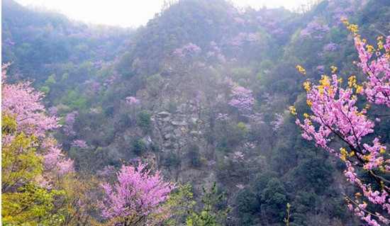 春賞紫荊花 踏青西峽老君洞 春賞紫荊花 踏青西峽老君洞